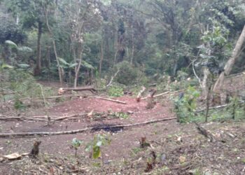 Más de la mitad de la floración de café en el Soconusco abortó