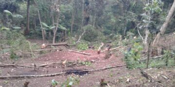 Más de la mitad de la floración de café en el Soconusco abortó
