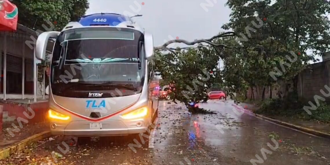 Árbol cae sobre autobús durante fuerte lluvia en Tapachula; no hubo lesionados
