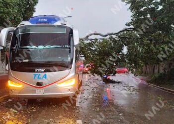 Árbol cae sobre autobús durante fuerte lluvia en Tapachula; no hubo lesionados