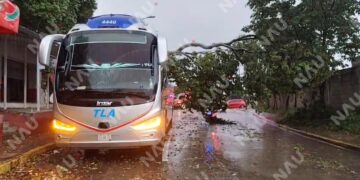 Árbol cae sobre autobús durante fuerte lluvia en Tapachula; no hubo lesionados