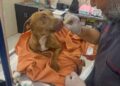 CECAM brinda atención médica a canino rescatado tras incidente vial en San Cristóbal