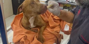 CECAM brinda atención médica a canino rescatado tras incidente vial en San Cristóbal