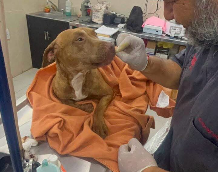 CECAM brinda atención médica a canino rescatado tras incidente vial en San Cristóbal