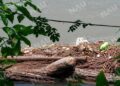 Hallan cadáver entre desechos acumulados en la ribera del río Suchiate; investigan identidad de la víctima
