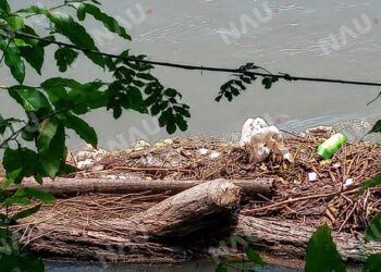 Hallan cadáver entre desechos acumulados en la ribera del río Suchiate; investigan identidad de la víctima