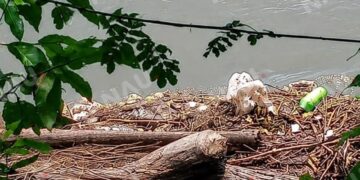 Hallan cadáver entre desechos acumulados en la ribera del río Suchiate; investigan identidad de la víctima