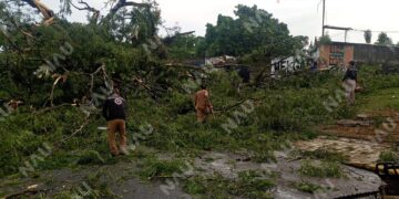 Lluvias y rachas de viento provocan caída de árboles y daños materiales en distintos sectores de Tapachula