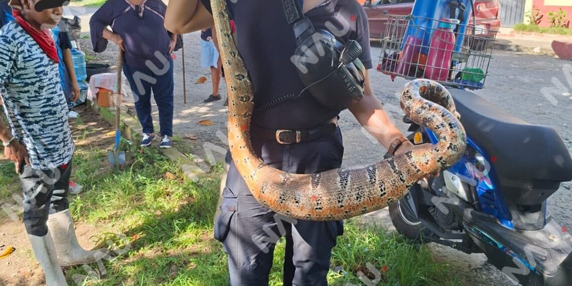Bomberos capturan serpiente de dos metros en la colonia Democracia