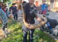 Bomberos capturan serpiente de dos metros en la colonia Democracia