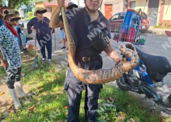 Bomberos capturan serpiente de dos metros en la colonia Democracia