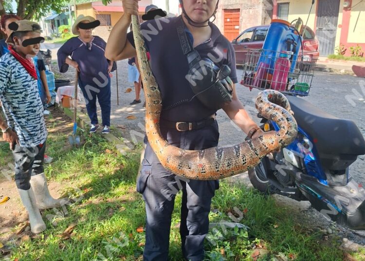 Bomberos capturan serpiente de dos metros en la colonia Democracia