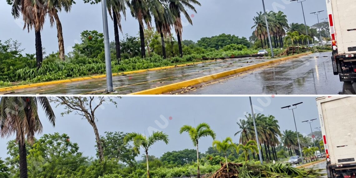 Lluvias y viento derriban palmeras en el Libramiento Surponiente