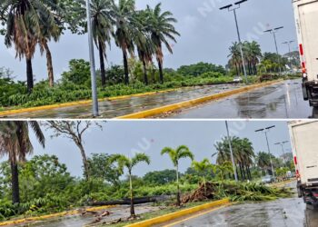 Lluvias y viento derriban palmeras en el Libramiento Surponiente