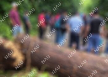 Árbol cae sobre motociclistas en carretera Nueva Alemania; dos lesionados